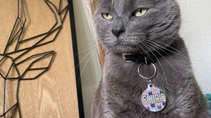 Illustration : "Envie d’une note d’élégance permettant d’identifier votre chat ? Optez pour cette médaille alliant sécurité et confort"